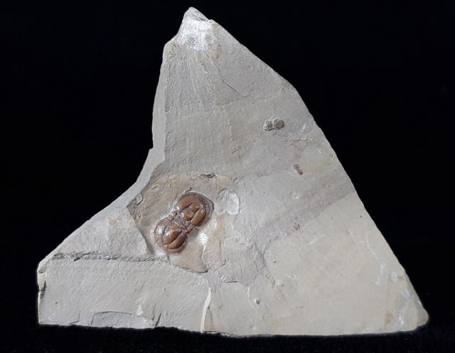 Peronopsis interstricta (WHITE 1874) - Bild © FossNet FossilienStore